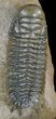 Beautiful Crotalocephalina Trilobite #47325-2
